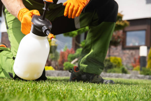 Wasp Removal Services in Newport, VT